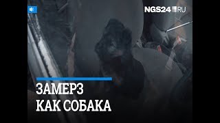 Замёрз как собака | NGS24.ru