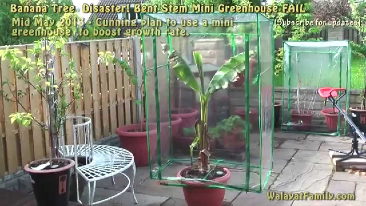 Banana Tree Disaster - Mini Greenhouse FAIL - Basjoo 4 ...