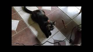My Cat likes playing with a Laser Pointer by Keith Noneya 125 views 2 years ago 3 minutes, 22 seconds
