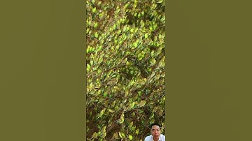 Bức tranh chim #funny #things #funny things #trending #viral #songzuize