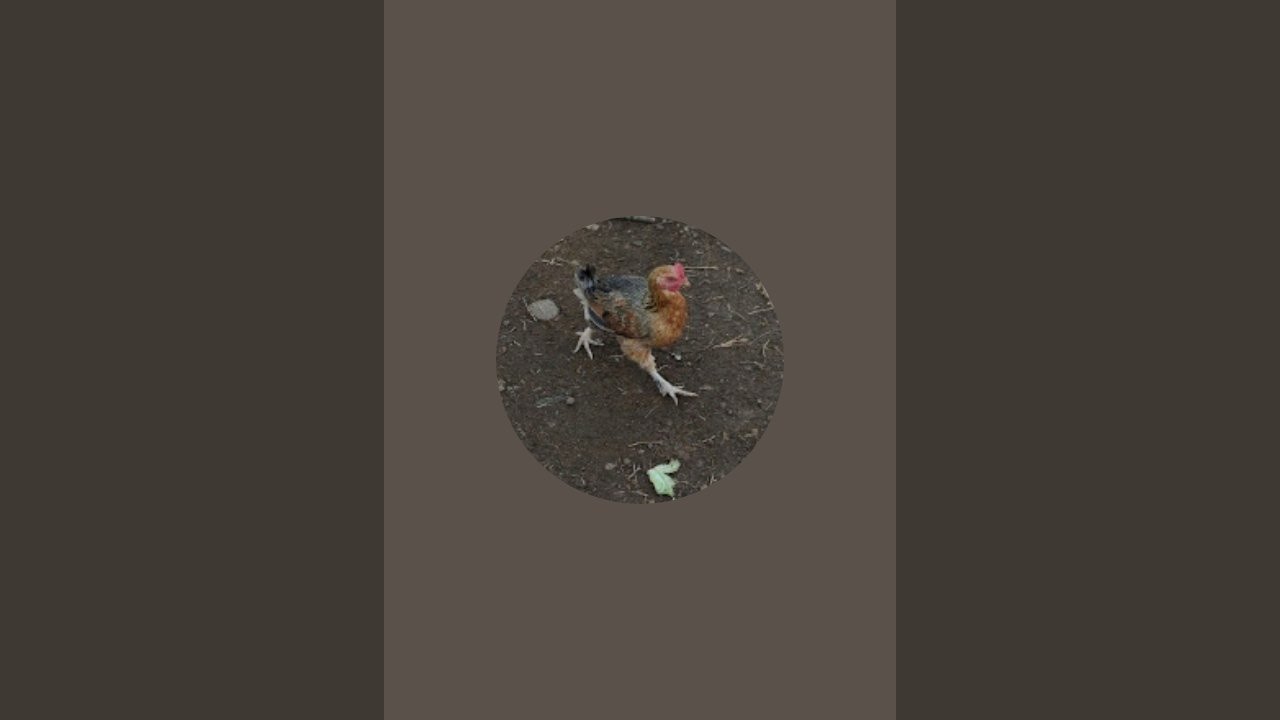 cricket match# is live!