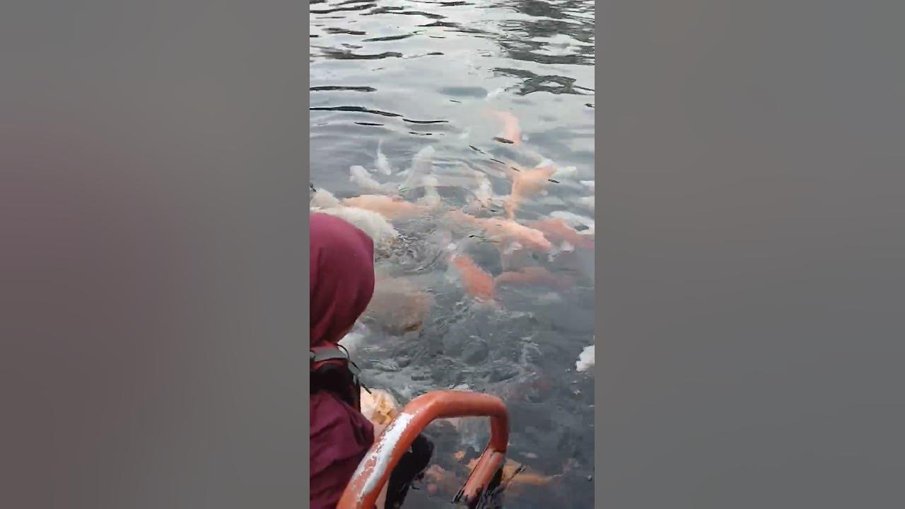 Umbul Ponggok Klaten, Sabtu, 5 Juli 2025 #shortvideo #subscribe #shorts #short #song #shortsfeed