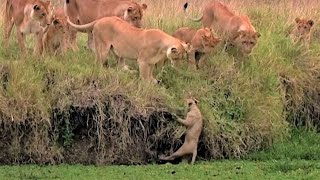 Curious Lion Cub Falls In The Water Little Big Cat Bbc Earth Kids