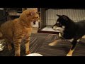 Shiba inu wants to be friend with Bengal cat, but...   | ベンガルのミランダさんと友達になりたくて近づくけど怒られる柴犬つむぎ