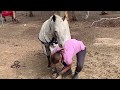 Amazing Little Pony  - Ella Rose