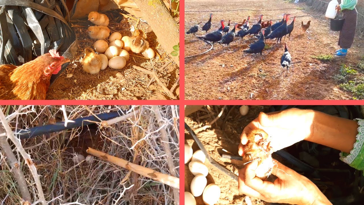 تربية دجاج البلدي مشيت نوكل بيبي لقيت دجاجة خرجات فلالس بلا خباري كان غايموت ليا فلوس والبيض لي مخبي