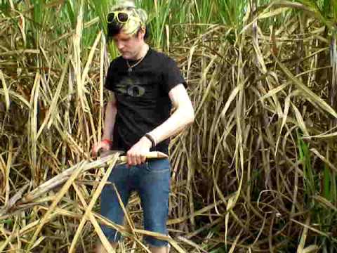 Faber chopping down some sugar cane - YouTube