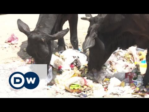 Video: Warum haben indische Kühe Höcker?