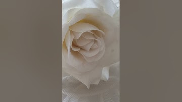 سورة الجمعة سورة المنافقون سورة التغابن سورة الطلاق سورة التحريم سورة الفجر سورة البلد