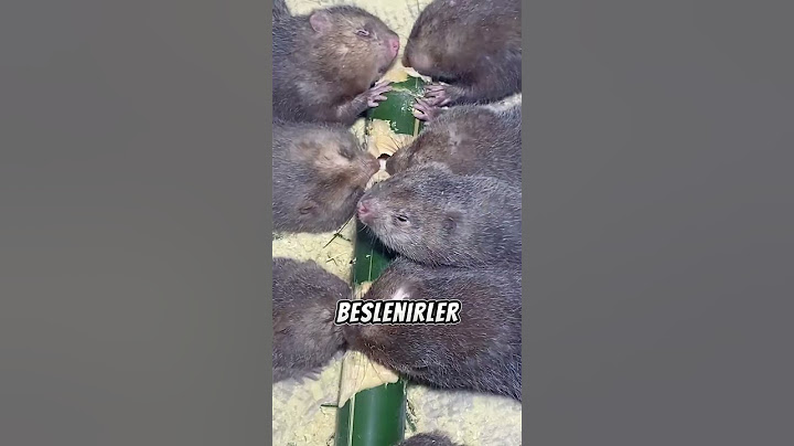 Dünyanın En Büyük Faresi! 😲 Çin'de Et Pazarı Gerçeği 🐀🥩