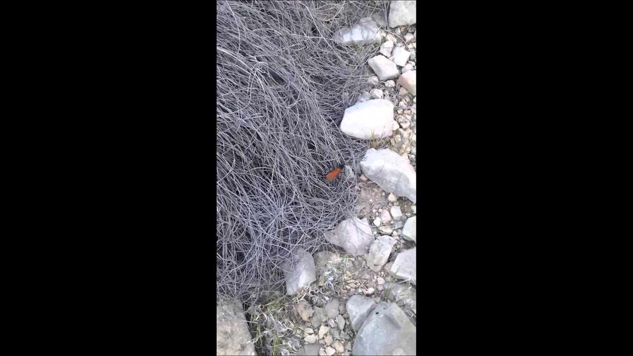 tarantula hawk wasp tennessee Tarantula hawk Wasp (