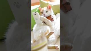 Funny animals 2023? - Funniest Cats and Dogs Video??328 shorts