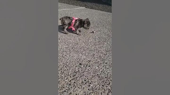 Frenchie vs bug