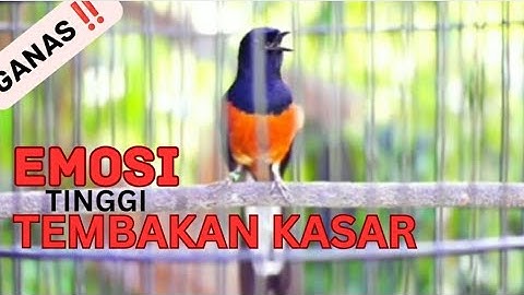 Pancingan Murai Batu Agar Emosi Bongkar Isian