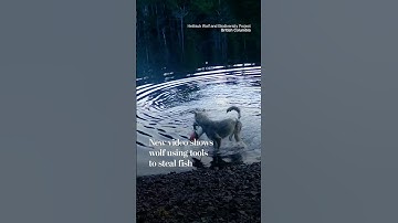 New video shows wolf using tools to steal fish