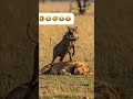 Kasongo And Lion Kasongo Warthog Viralvideo Trendingshorts Comedy Explore