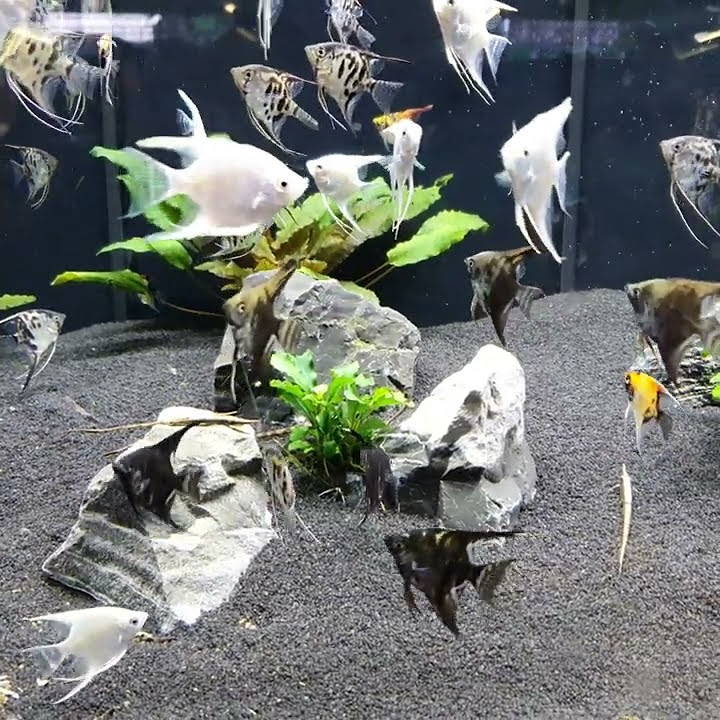 #fish#fisch#Fisch#Fische#рыба#рыбалка#Аквариум#аквариумные рыбки#рыбак# ...