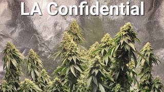 LA Confidential Week 9 Flower Flush 2/2