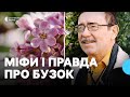 Бузок види в Україні коли квітне та як розмножувати рослину 