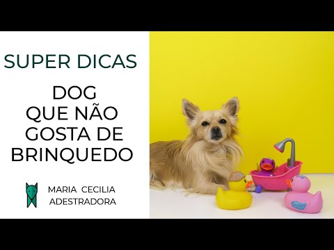 Vídeo: Anestesia pode causar dor de estômago em cães?