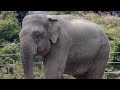 Elephant Behavior and Bathing Habits
