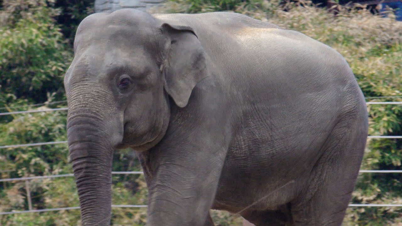 This Magnificent Elephant's Unusual Skin Care Regimen - YouTube
