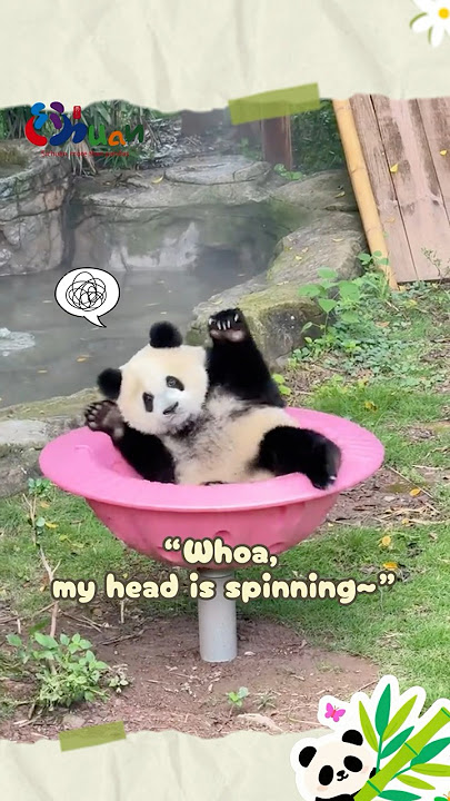 Panda  #QiSanmei: zero skills but maximum fun. Pure #panda  derp energy! #travel | Sichuan