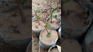 hibiscus ki cutting /gudhal ki kalam terracegarden gardening youtubeshorts shorts