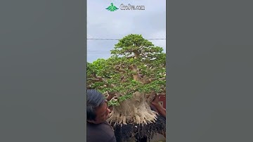 how to make bonsai at home