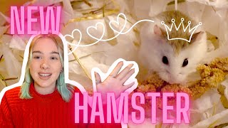 🐹ADOPTING MY NEW ROBOROVSKI HAMSTER🥳