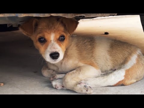 Video: 15 coole artikelen die elke zomerwinkelgarderobe voor elke hondenliefhebber zou moeten hebben