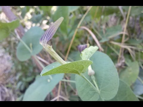 Vídeo: Ivy Budra (planta): Propiedades Y Aplicación De Ivy Budra, Miel Budra, Budra Abigarrada