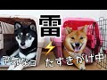 【犬の雷対策】雷苦手な柴犬にたすきがけやってみました！その効果は？