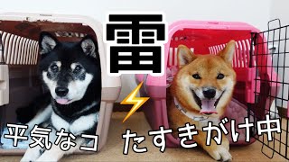 【犬の雷対策】雷苦手な柴犬にたすきがけやってみました！その効果は？