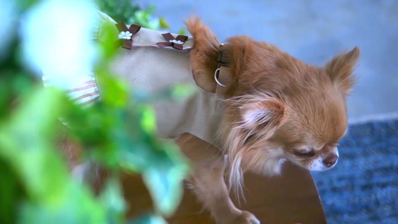 KAREN浜名湖 with Dog