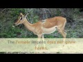 11 Facts You Should Know About Impala