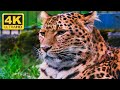 Animals that call the jungle home  the beauty  world of amazon  4k