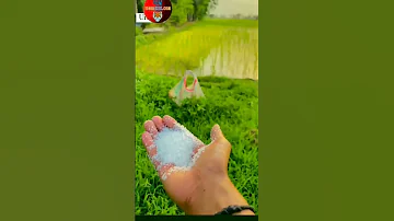 Dase Balak Gama Ka Video Shorts 