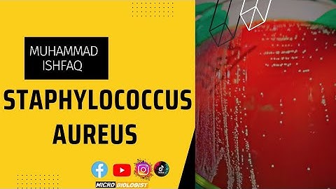 Understanding Staphylococcus aureus Symptoms Treatment and Prevention || #microbiologist