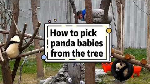 【Panda Time】How To Pick Panda Babies From The Tree? | Pandagarten