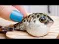  yummy miniature puffer fish curry recipe  asmr  cooking mini food by yummy bakery