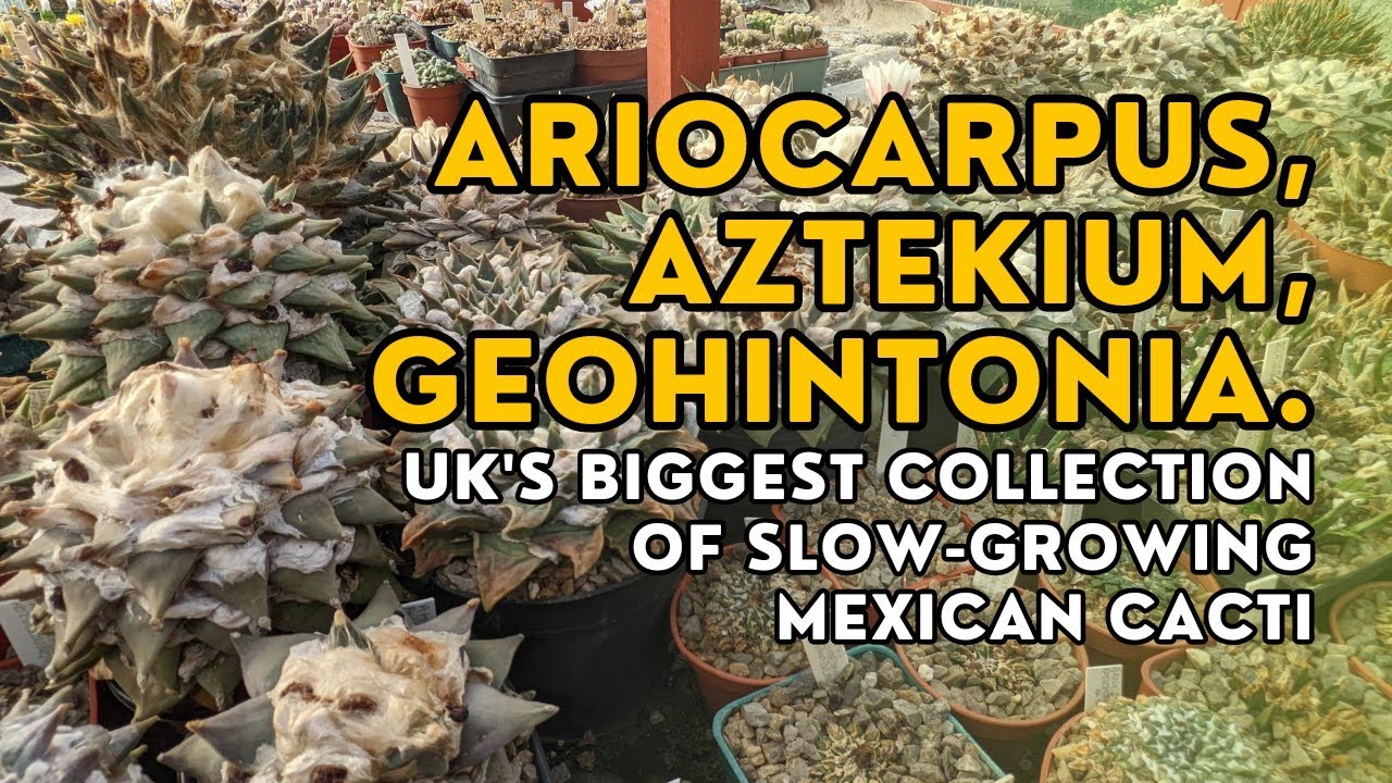 В поисках кактусов! Внутри оранжереи, где собрана самая большая в Великобритании коллекция ариока...