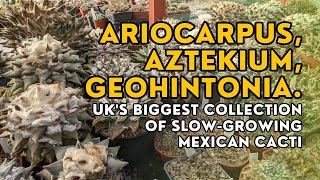 CACTUS QUEST! Inside the greenhouse housing the UK's biggest collection of ariocarpus & aztekium