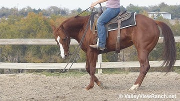 SJS California Poppy - jog, lope, stops, turns! - ValleyViewRanch.net