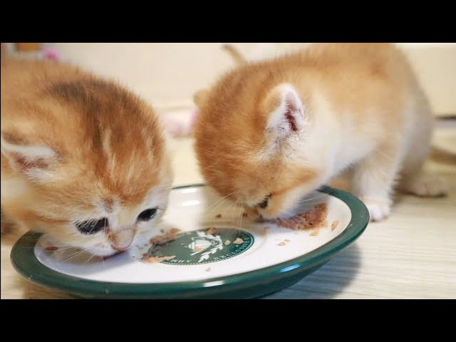 Hungry kittens meows and want to eat | Kitten Arnold steals food