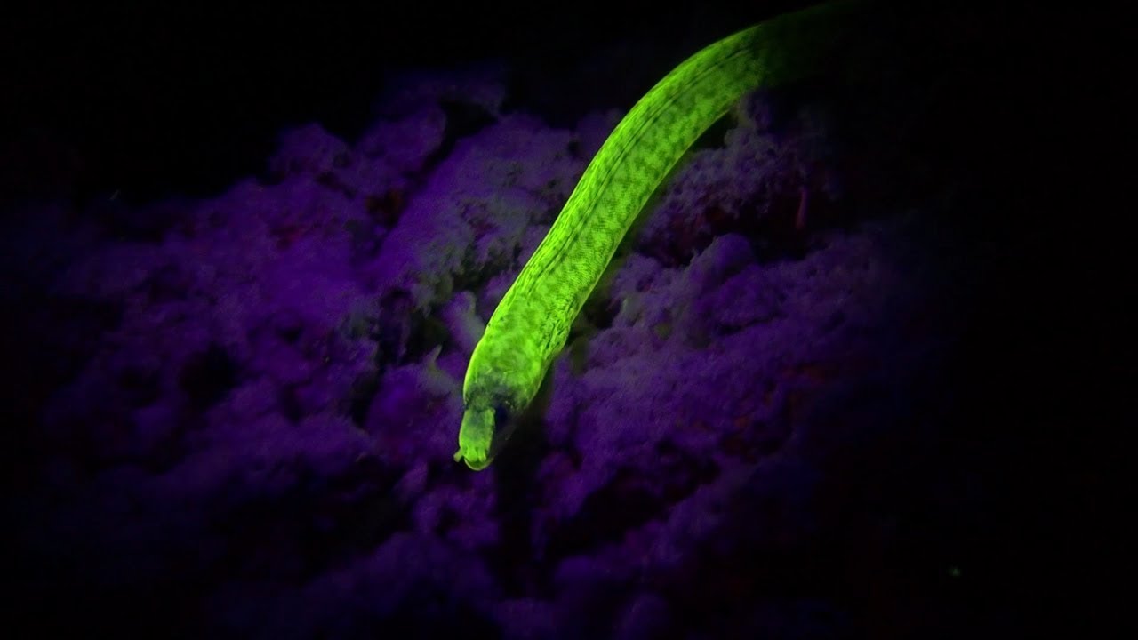 Radiant 3000F video and dive light review