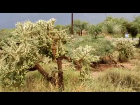 Видео: Cholla Cactus Garden - Как вырастить кактус Cholla Cactus