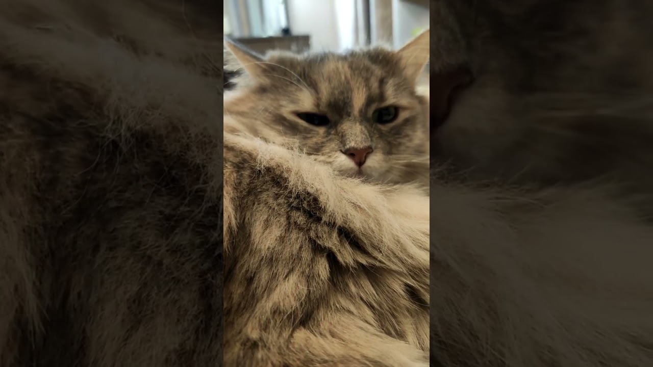 Cat's Nose | Nose massage