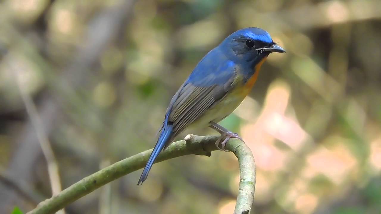 จับแมลงอกส้มท้องขาว Tickell's Blue Flycatcher 