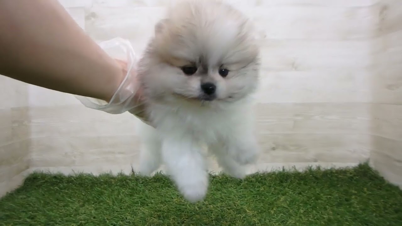 ポメラニアン ポメラニアン